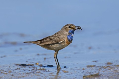 White-spotted bluethroat