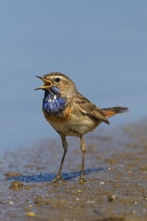 White-spotted bluethroat