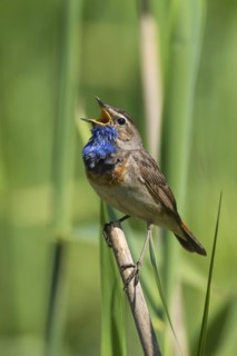 White-spotted bluethroat