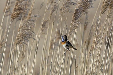 White-spotted bluethroat