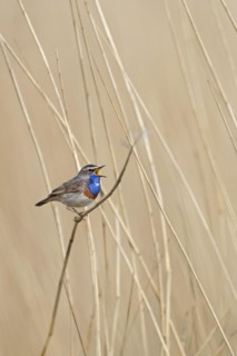 White-spotted bluethroat