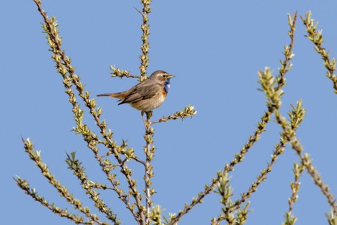 White-spotted bluethroat