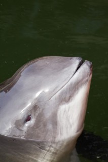 Harbour porpoise