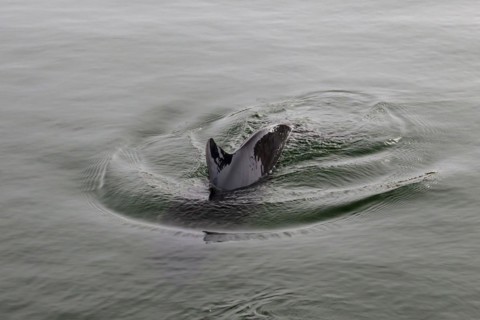 Harbour porpoise