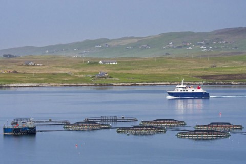 Ferry boat Linga sailing past sea cages