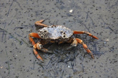 European shore crab
