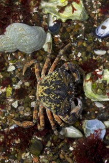 European shore crab