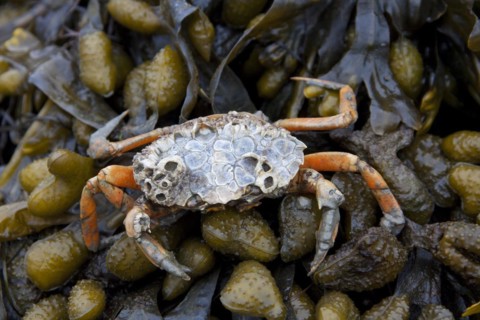 European shore crab