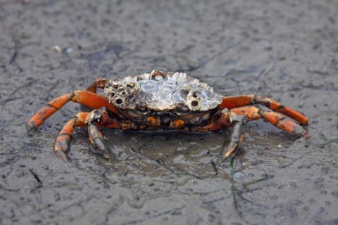 European shore crab