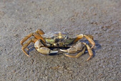 Green shore crab