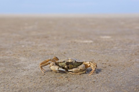 Green shore crab