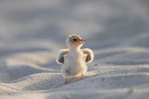Cute little tern