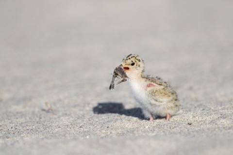 Cute little tern