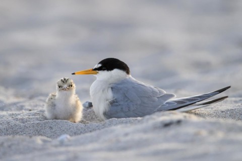 Little tern