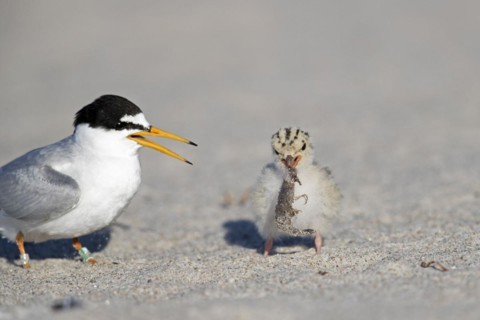 Ringed little tern