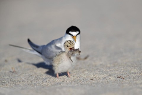 Little tern