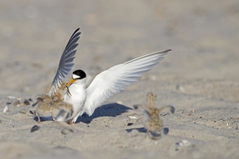 Little tern