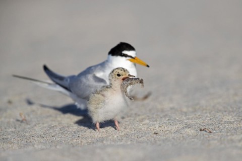 Little tern