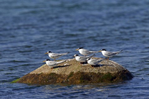 Little Tern