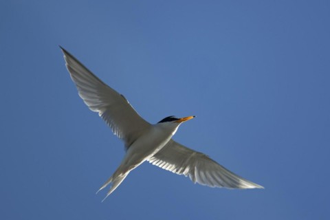 Little tern