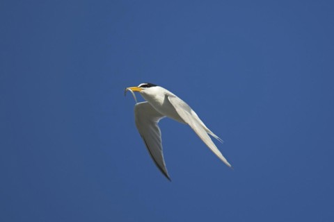 Little tern