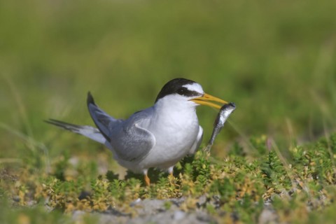 Little tern