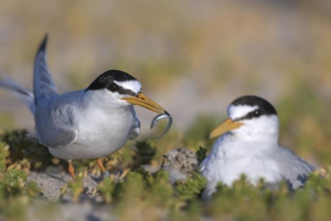 Little tern