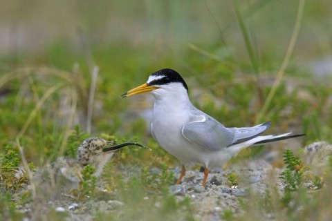 Little tern