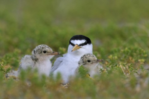 Little tern