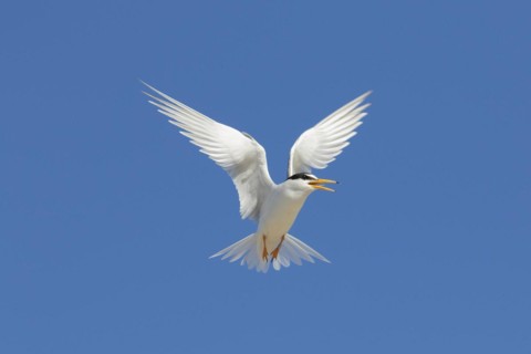 Banded little tern