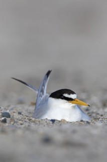 Little tern