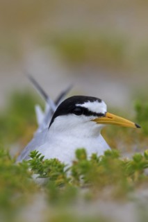 Little tern