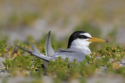 Little tern