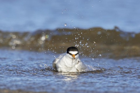 Little tern