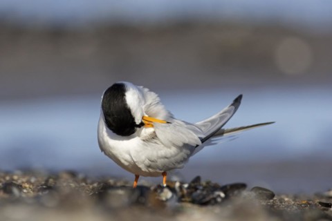 Little tern
