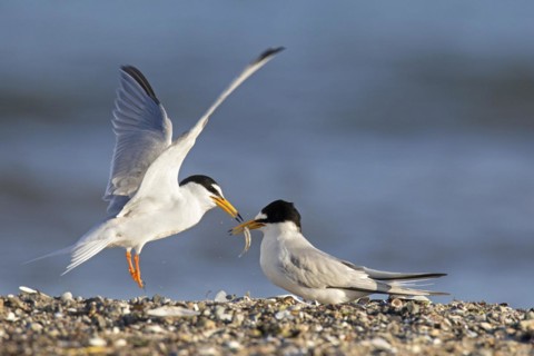 Little tern