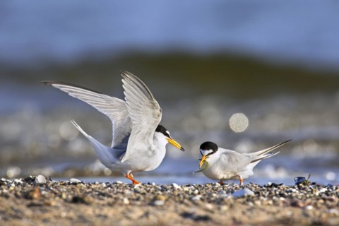 Little tern