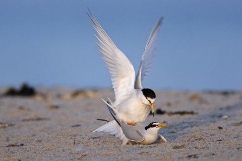 Little terns