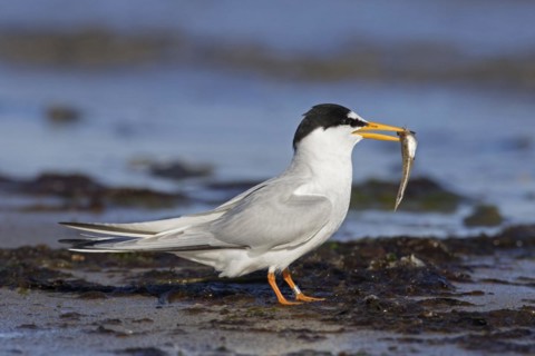 Little tern