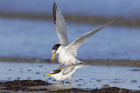 Little terns