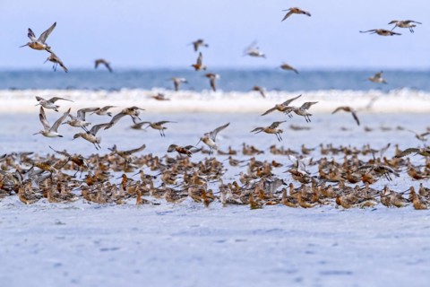 Bar-tailed godwits