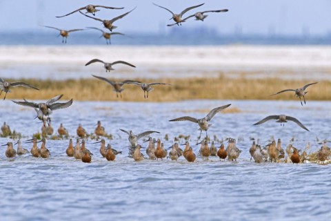 Bar-tailed godwits