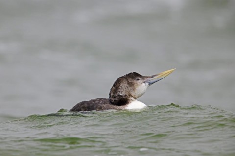 Yellow-billed loon