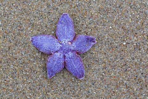 Dead purple common starfish