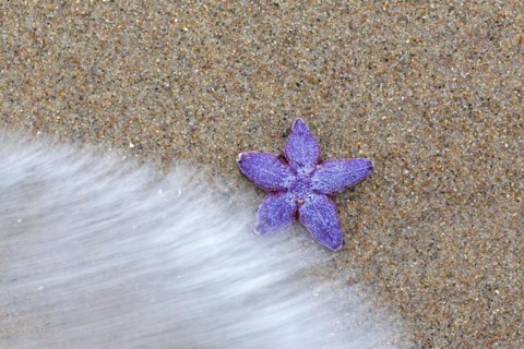 Dead purple common starfish