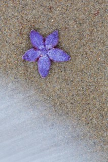 Dead purple common starfish