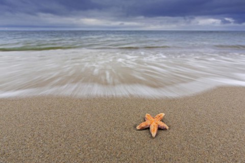Dead common starfish