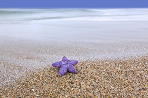 Dead purple common starfish