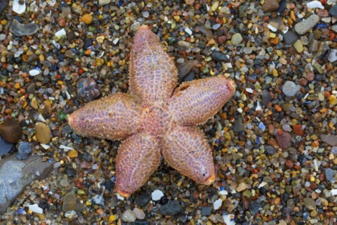 Dead common starfish