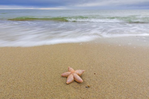 Dead common starfish